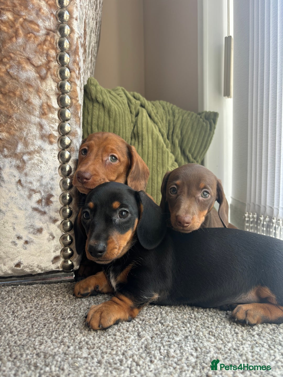 Miniature Dachshund dogs for sale: Dachshund puppies - Image 28