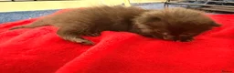 Mixed Breed cats for sale: 1/4 Maine coon cross mixed breed  - Advert 13