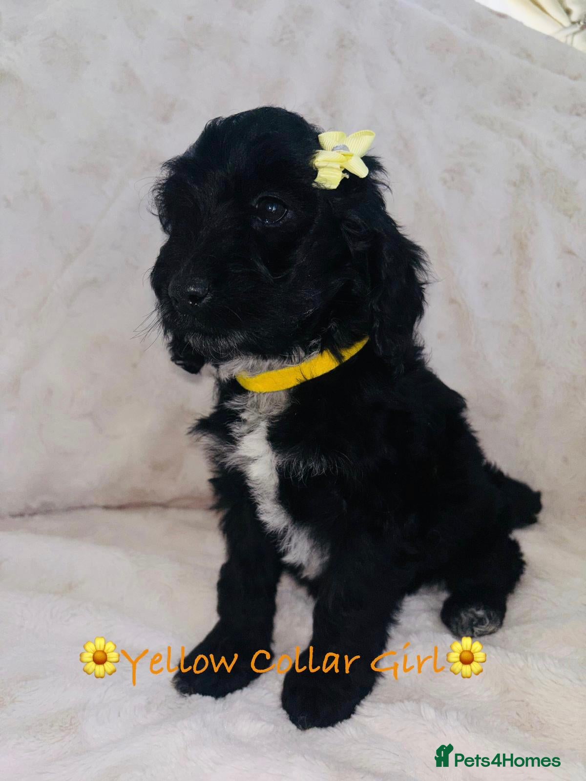 Cockapoo dogs  F1 Cockapoo Puppies 1 Girl Available ! - Advert 18