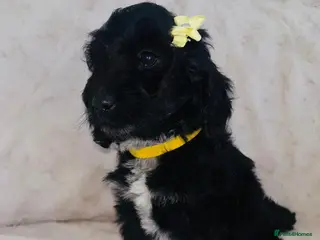 Cockapoo dogs F1 Cockapoo Puppies 1 Girl Available ! - Advert 16