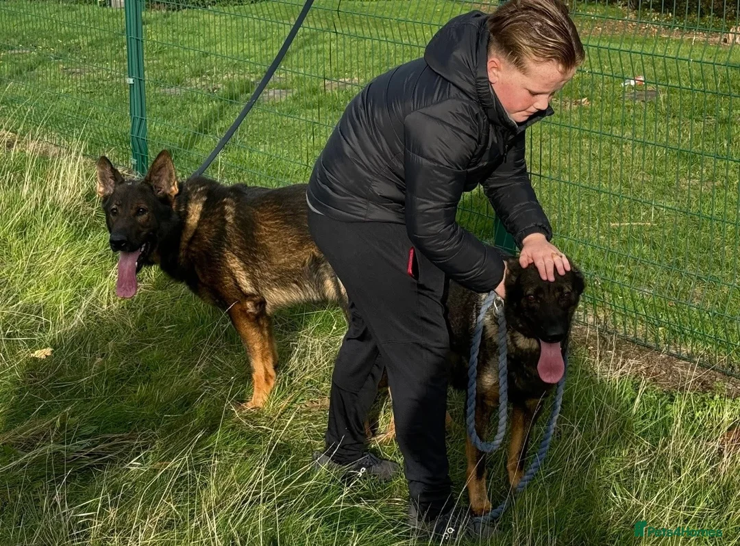 German Shepherd dogs for sale: Short hair Czech German shepards  - Advert 8