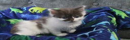 Ragdoll cats for sale: Ragdoll cross kittens - Advert 8