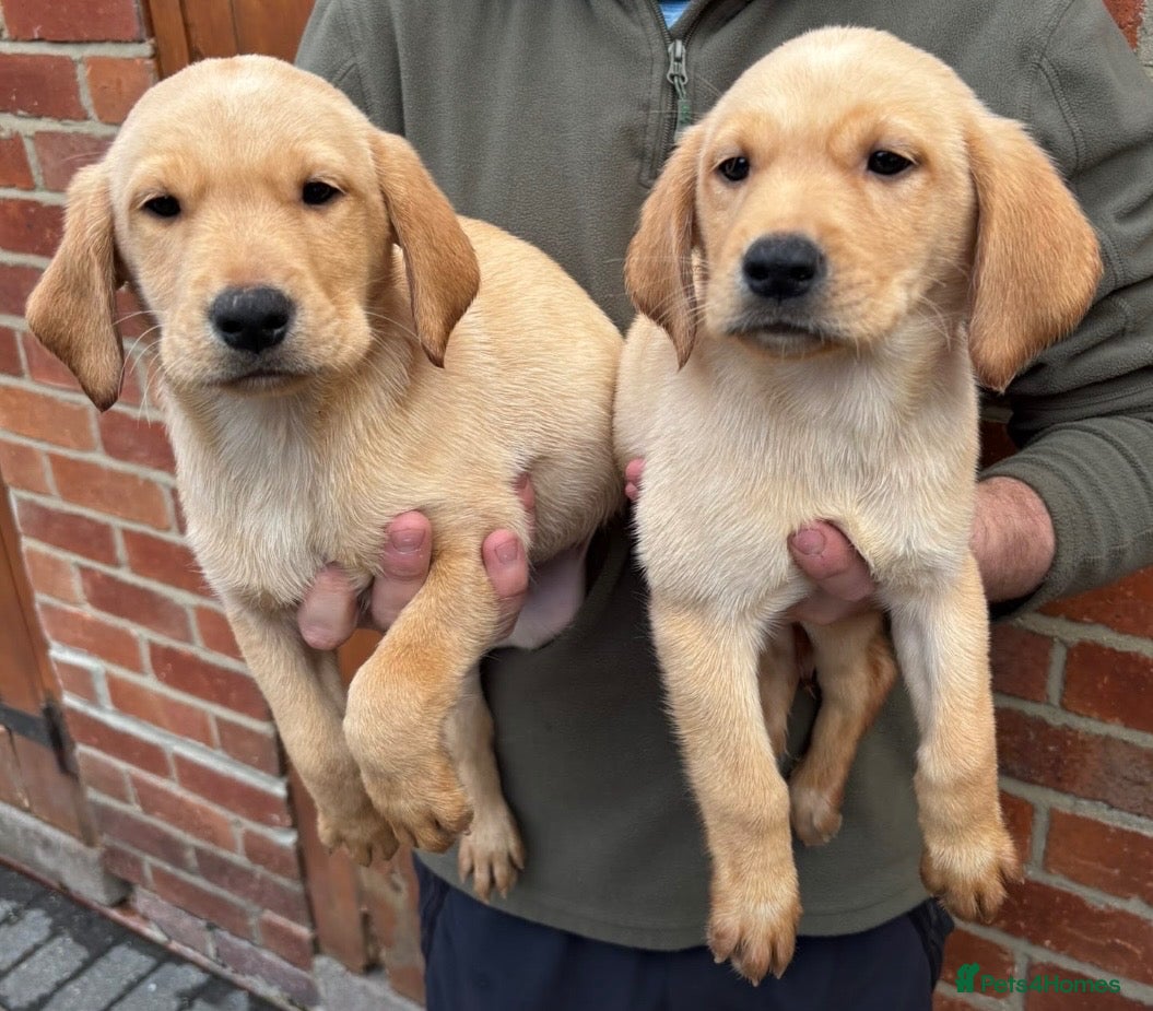 Labrador Retriever dogs Health Tested Working Labrador Puppies - Advert 1