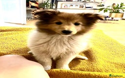 Shetland Sheepdog dogs for sale: Two Male Shetland Sheepdog pups - Image 1
