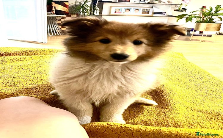 Shetland Sheepdog dogs - Advert 1