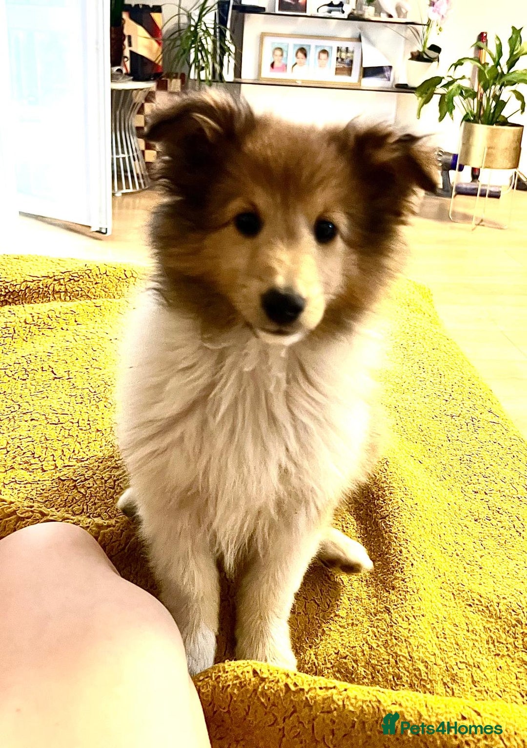Shetland Sheepdog dogs for sale: Two Male Shetland Sheepdog pups - Image 1