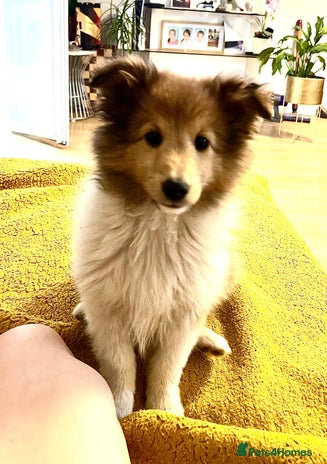 Shetland Sheepdog dogs - Advert 1