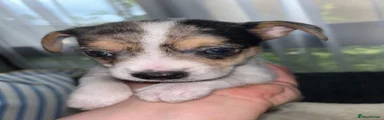 Mixed Breed 2