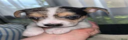 Mixed Breed dogs for sale: Puppies Looking for Forever Homes in Basildon - Advert 10