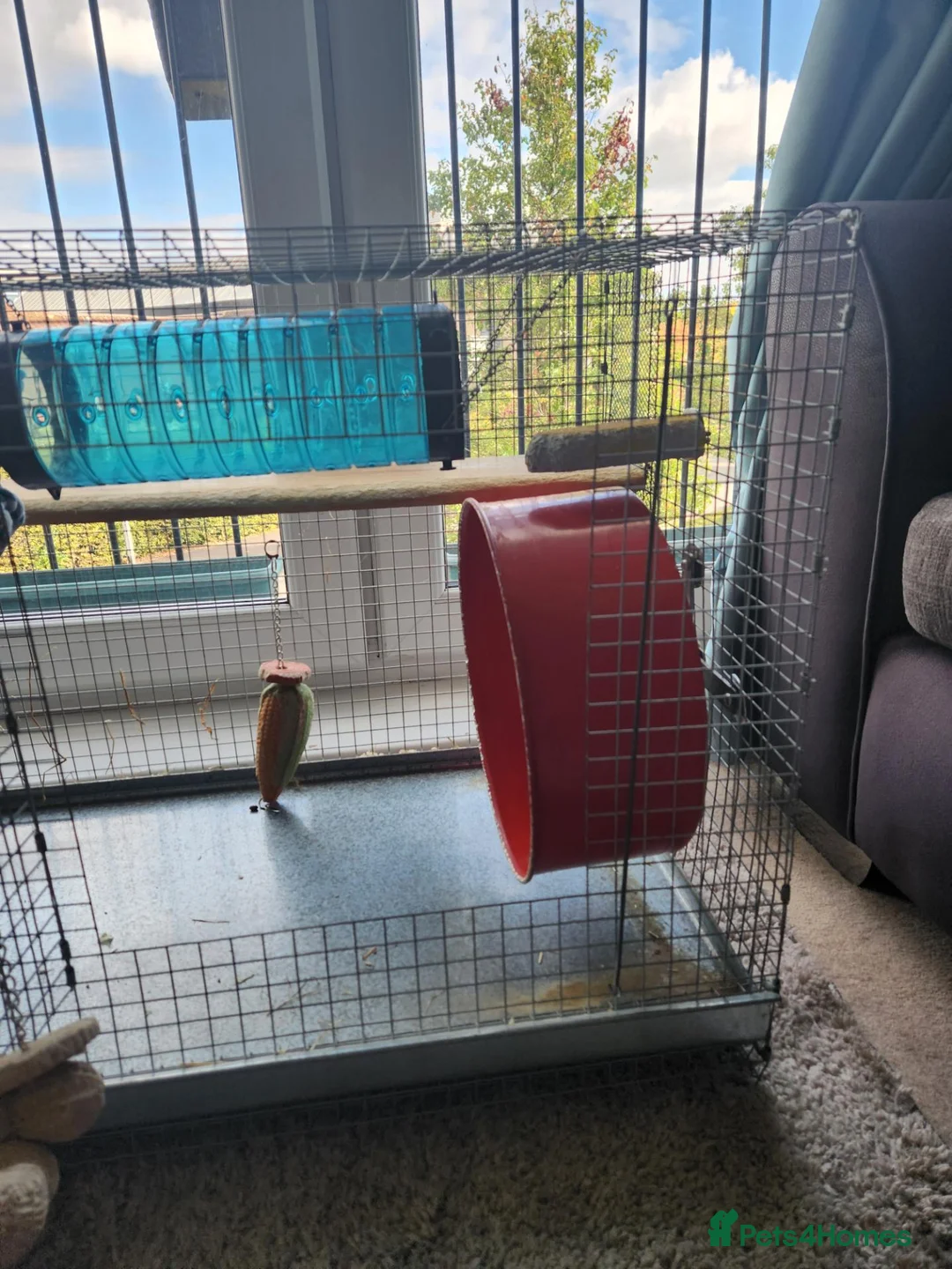 Degus rodents for sale: Eto the degu in Bracknell - Advert 5