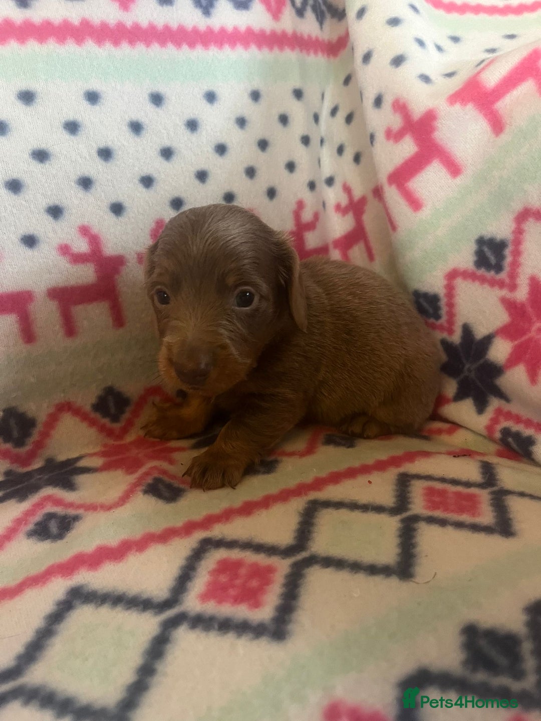 Miniature Dachshund dogs for sale: Miniature dachshund puppies  - Advert 6