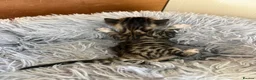 Bengal cats for sale: Beautiful half Bengal kittens - Advert 14