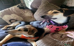Mixed Breed dogs for adoption: Echo – 9 months old. Female, Mixed breed. - Image 3