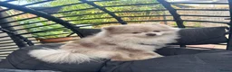Pomeranian dogs for stud: Stud Pomeranian – Kennel Club Registered - Advert 3