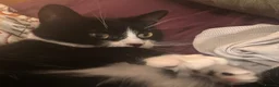 Mixed Breed cats for adoption: Bella is a Playful & Affectionate Kitten - Advert 7
