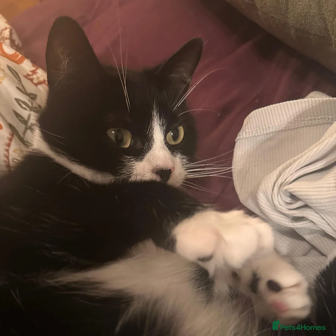 Mixed Breed cats for adoption: Bella is a Playful & Affectionate Kitten - Advert 7