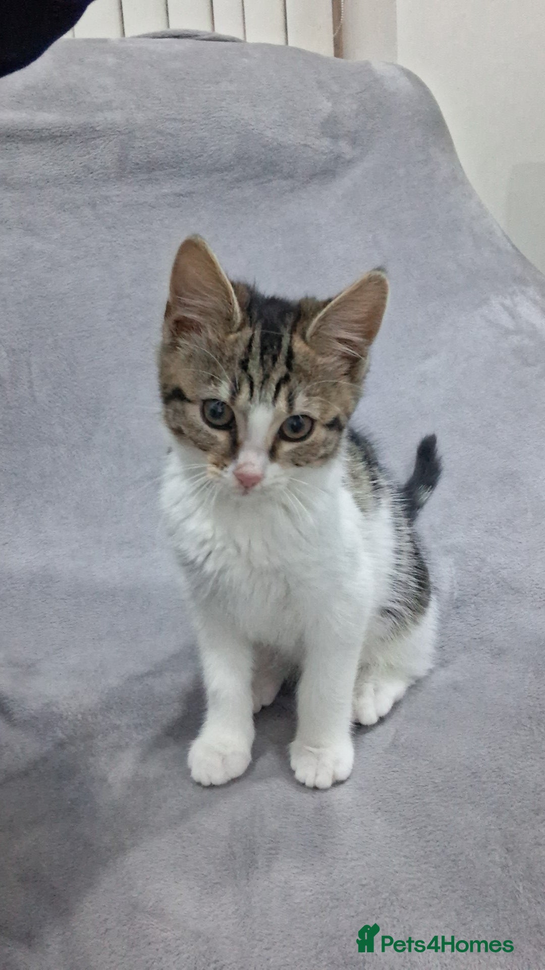 Mixed Breed cats for sale: Tabby kitten in Keighley - Advert 1