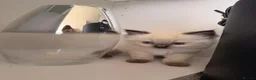 Ragdoll cats for sale: 2 adorable female sealpoint kittens - Advert 7