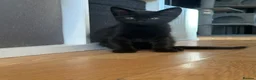 Mixed Breed cats for sale: 2 black kittens for sale £30 each - Advert 3