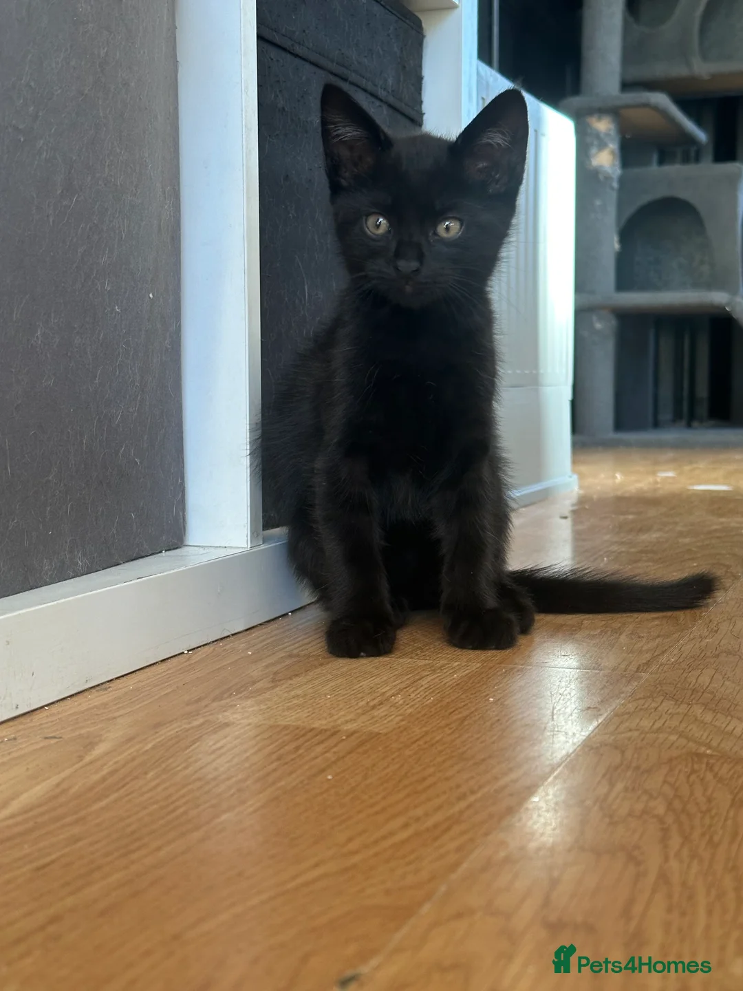 Mixed Breed cats for sale: 2 black kittens for sale £30 each - Advert 3