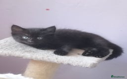 Mixed Breed cats for sale: Stunning cheeky,ragdoll cross kittens - Image 3