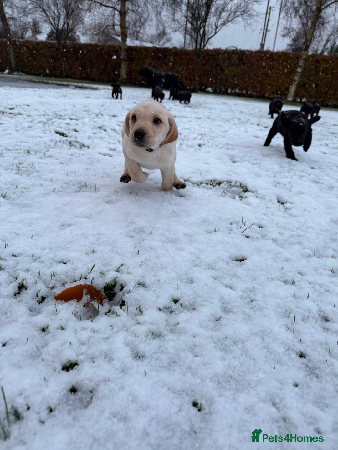 Labrador Retriever dogs for sale: Labrador Pups  - Advert 6