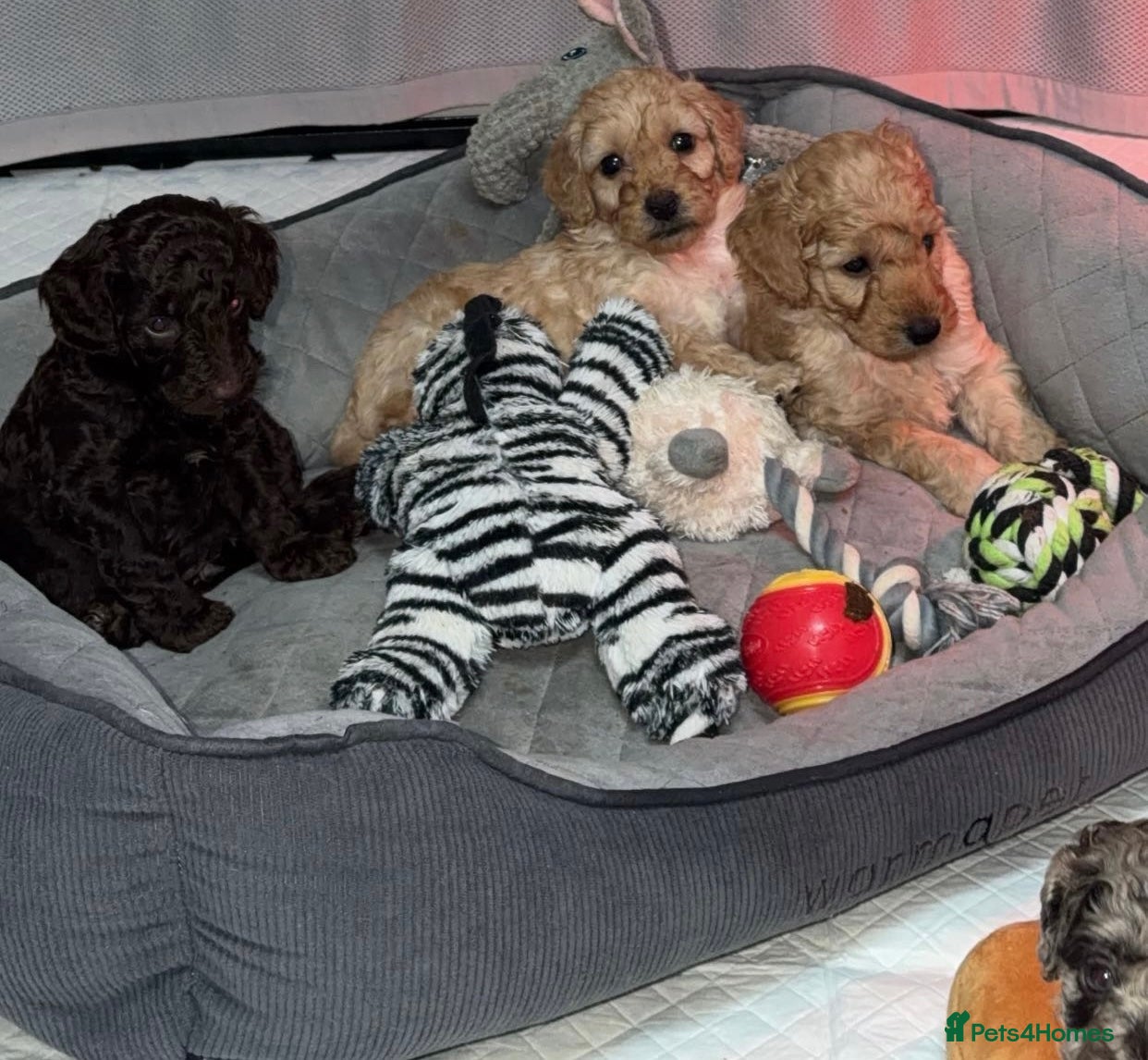 Cockapoo dogs F2b cockapoo puppies  - Advert 2