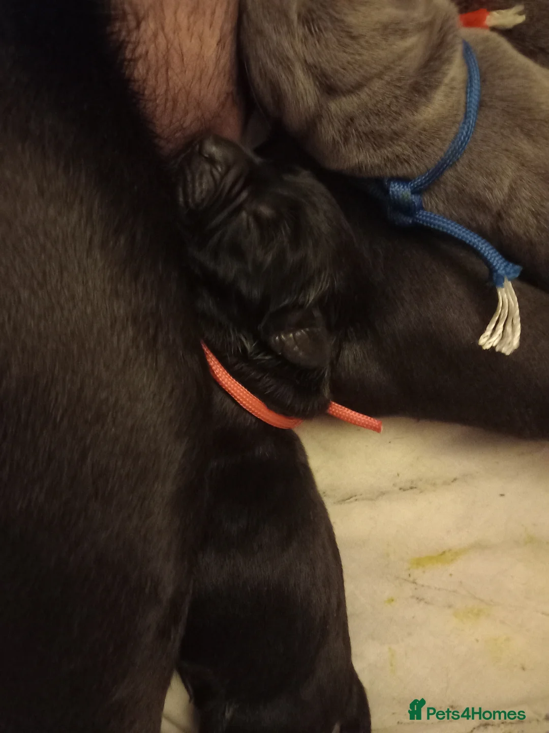 Cane Corso dogs for sale: 10 Cane Corso Puppies - Advert 6