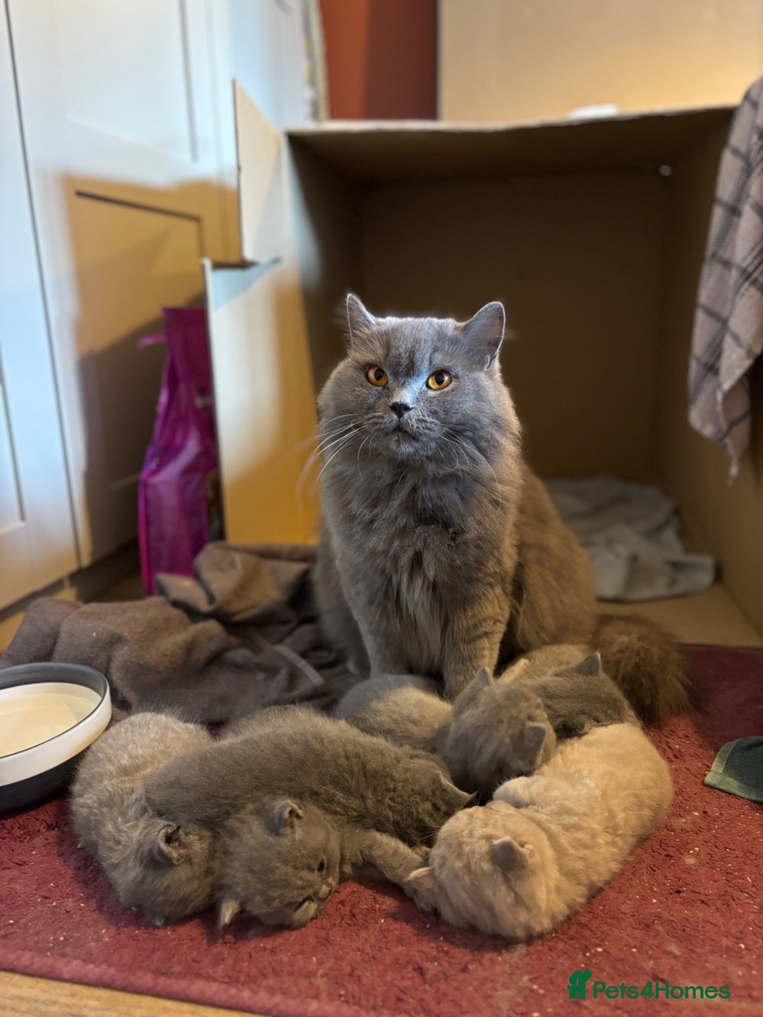British Shorthair cats British shorthair kittens 🤩 - Advert 7