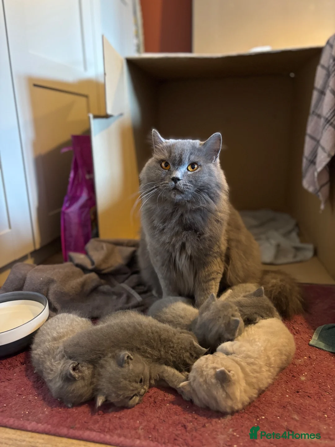 British Shorthair cats for sale: British shorthair kittens 🤩 - Advert 1