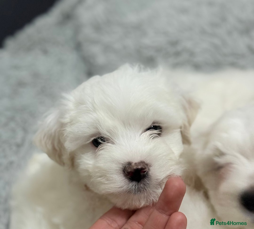 Maltese dogs for sale: Maltese puppy’s  - Image 15