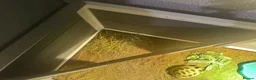 Hermann Tortoise reptiles for sale: Beautiful female tortoise  in Walsall - Advert 6