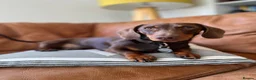 Miniature Dachshund dogs for stud: Miniature smooth haired dachshund - Advert 6