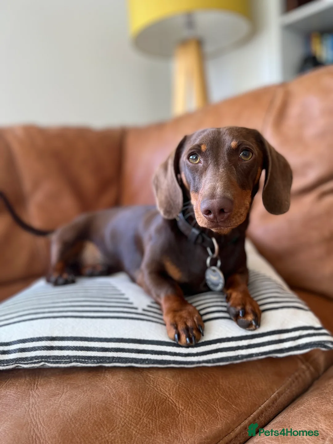 Miniature Dachshund dogs for stud: Miniature smooth haired dachshund - Advert 6