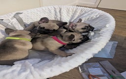 French Bulldog dogs for sale: French Bulldog Puppies  - Image 10