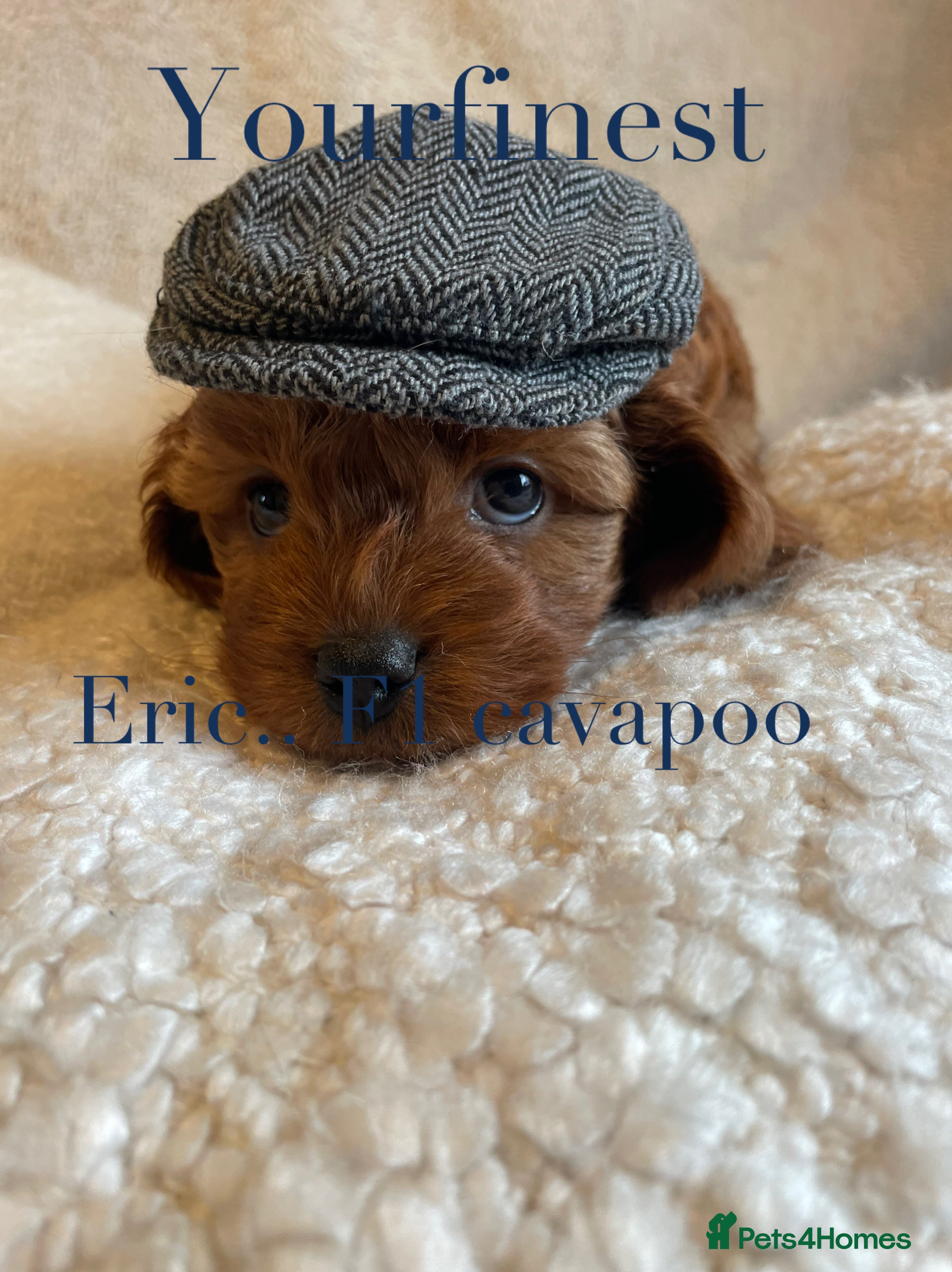 Cavapoo dogs Perfect F1 Cavapoos ⭐️🩵⭐️🩵⭐️🩵⭐️ in West Malling - Advert 2