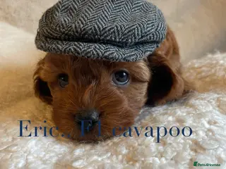 Cavapoo dogs Perfect F1 Cavapoos ⭐️🩵⭐️🩵⭐️🩵⭐️ in West Malling - Advert 2