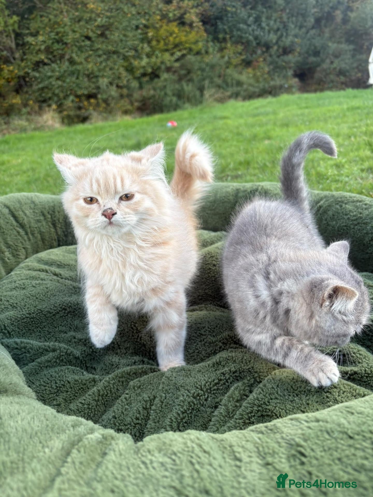 British Shorthair cats British shorthair kittens - Advert 9