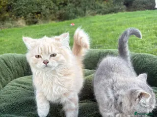 British Shorthair cats British shorthair kittens - Advert 6