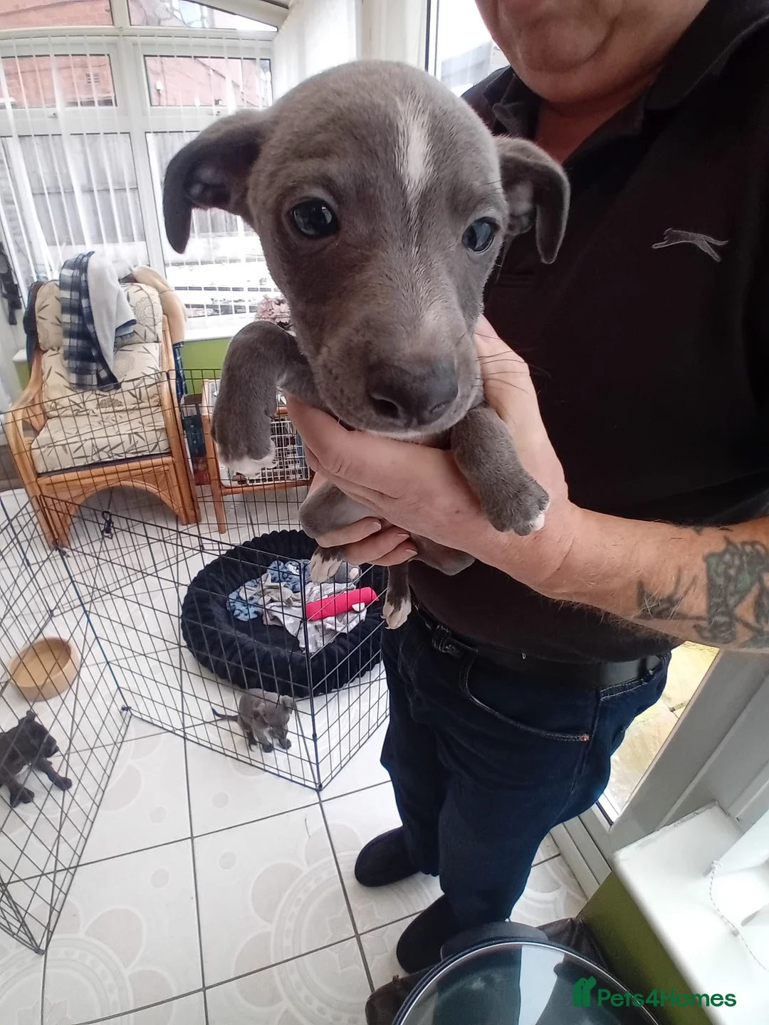 Mixed Breed dogs for sale: Whippet x Italian greyhound - Advert 2