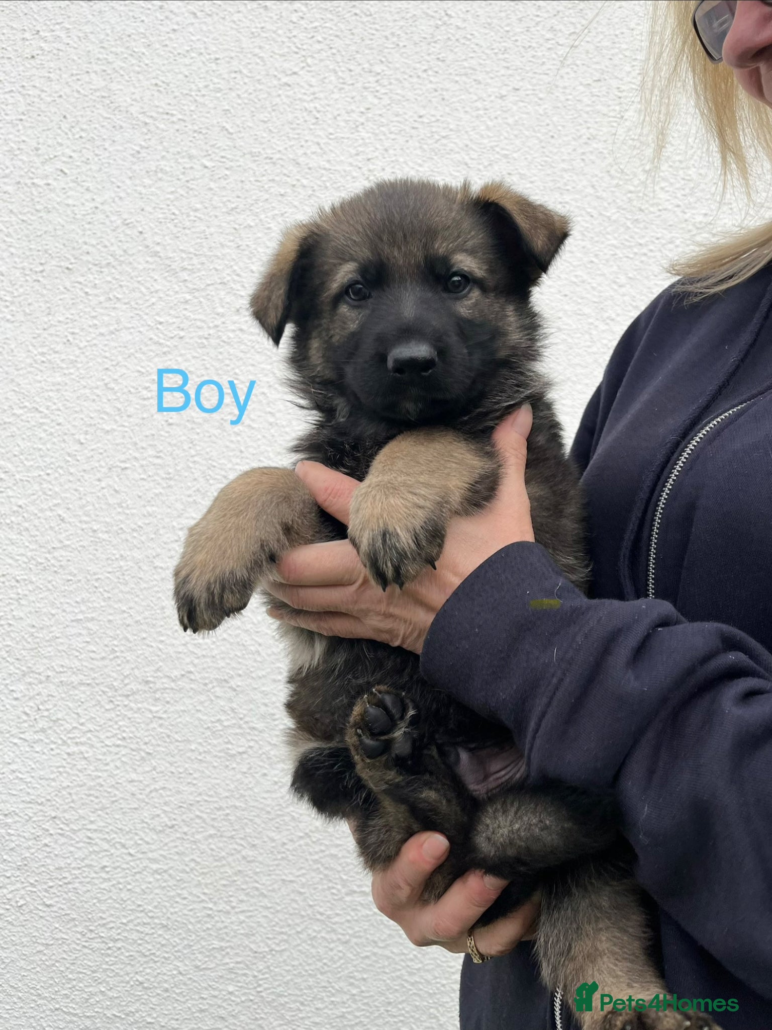 German Shepherd dogs Gorgeous German Shepherd puppies, 8 wks 17th May❤️ - Advert 6
