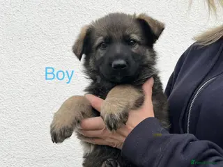 German Shepherd dogs Gorgeous German Shepherd puppies, 8 wks 17th May❤️ - Advert 6