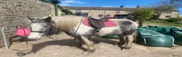 Irish Cob horses for sale: FOR LOAN 15.1 heavy cob gelding - Advert 1