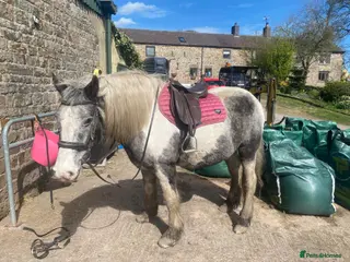 Irish Cob horses FOR LOAN 15.1 heavy cob gelding - Advert 1