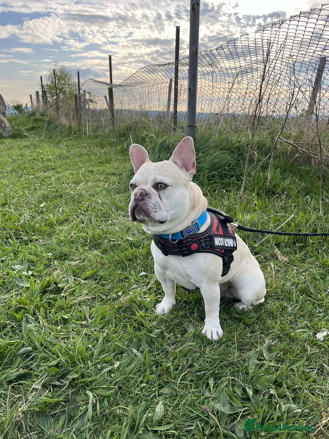 French Bulldog dogs for stud: REGGIE available for stud🔥🔥🔥 in Bradford - Image 6