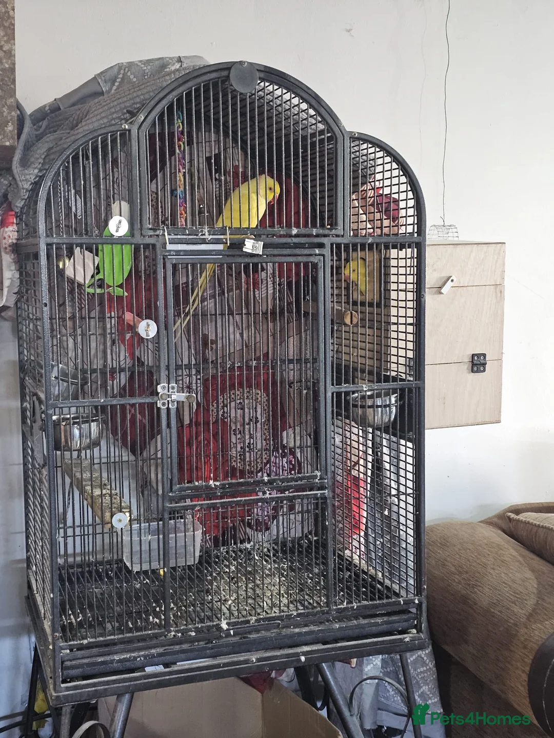 Ringnecks birds for sale: Breeding pair of ringnecks  - Advert 1