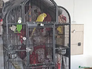 Ringnecks birds Breeding pair of ringnecks - Advert 3