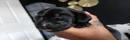 Miniature Dachshund dogs for sale: MINI DACHSHUND PUPS. PRA CLEAR.  - Advert 21