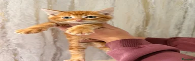 Maine Coon 1