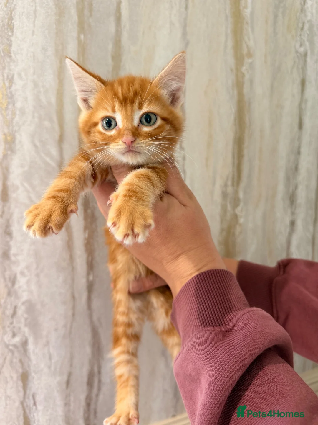 Maine Coon cats for sale: Half Maine coon kittens  - Advert 2